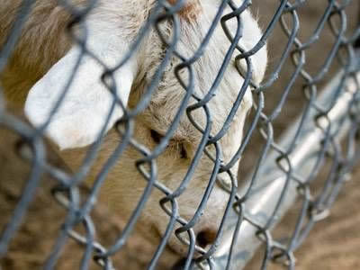 A sheep is eating in the area enclosed by chain link fence.