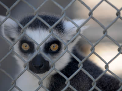 A ring-tailed lemur looking through chain link fence.