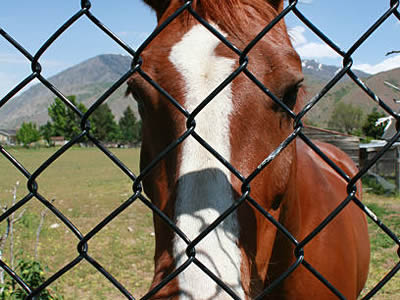 A coffee horse looking through the chain link fence.