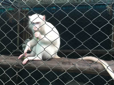 A white monkey looking through the galvanized chain link fence.
