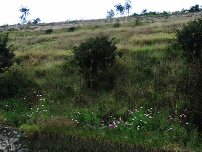 The slope is full of flowers, grass after construction.
